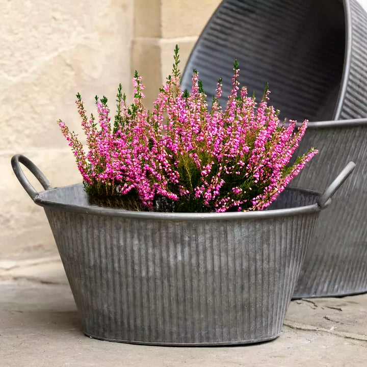 Zinc galvanised bath planter with ribbed design filled with pink flowers from Source for the Goose, Devon.
