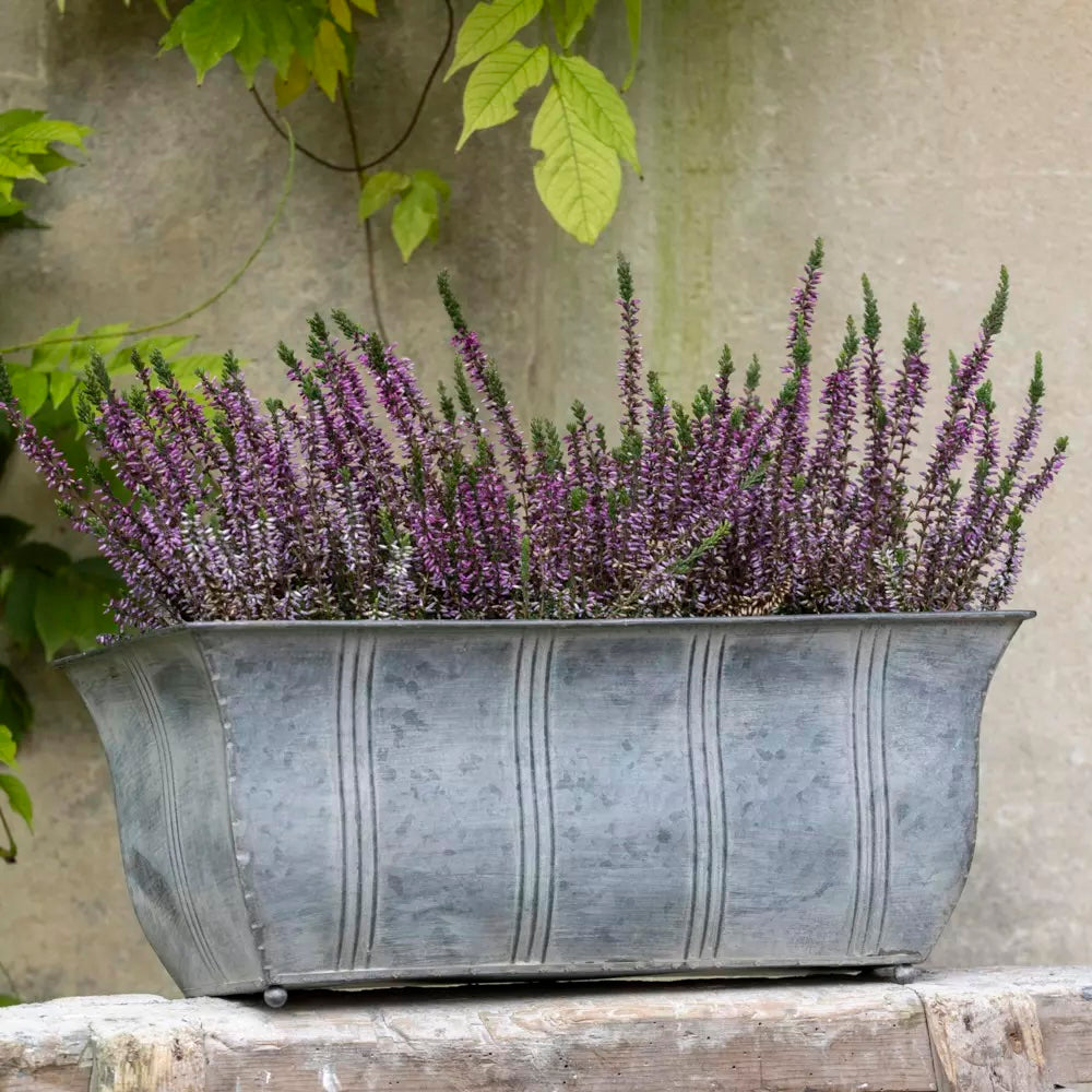 Zinc Ornate Planter With Feet filled with blooming purple flowers, sourced from Source for the Goose, Devon.