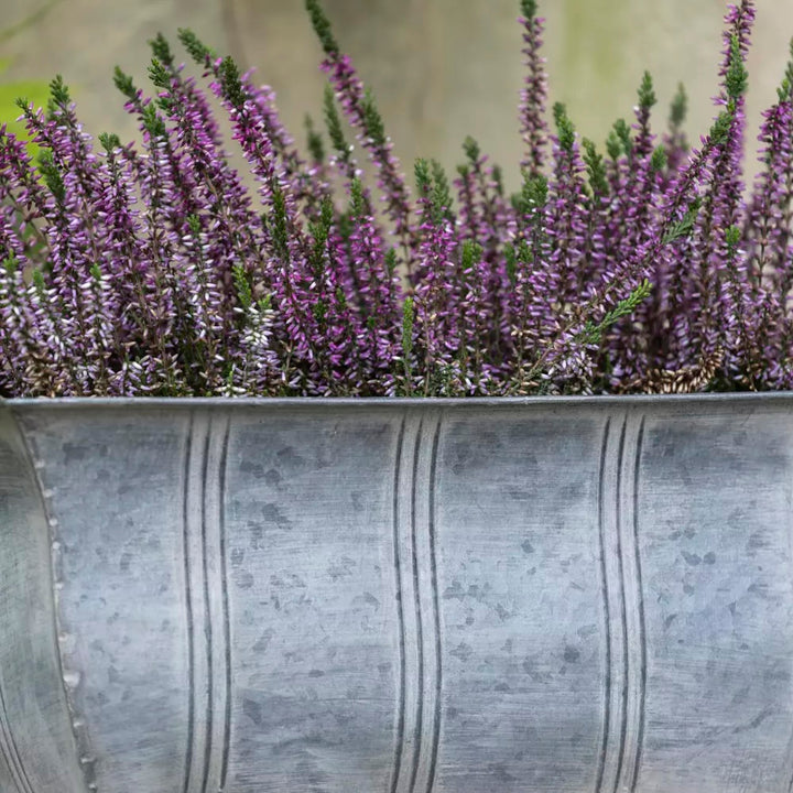 Zinc Ornate Planter With Feet filled with purple heather flowers, showcasing vertical stripe design.