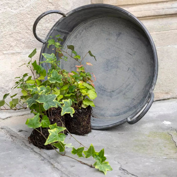 Zinc Round Tray Planter With Handles beside potted ivy plants on a rustic surface, showcasing its antique finish.