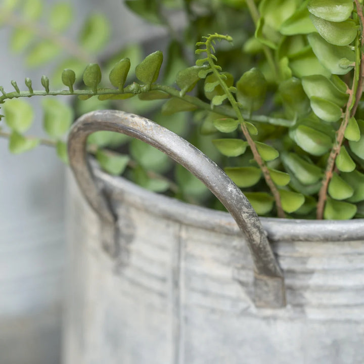 Galvanised zinc planter with handles featuring lush green foliage, perfect for outdoor decor from Source for the Goose, Devon.