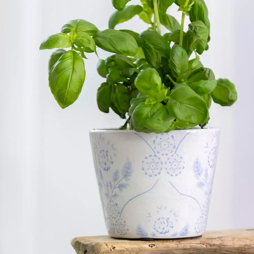 Powder Blue Dutch Style Vintage Design Flowerpot filled with fresh basil, showcasing its handcrafted charm.