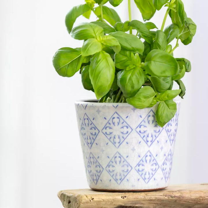 Powder Blue Dutch Style Vintage Design Flowerpot with basil plant, available at Source for the Goose Devon.