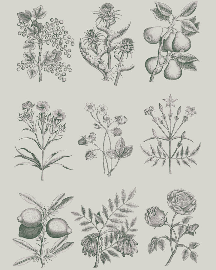 floral and fauna Botanical Drawings Decoupage by Annie Sloan and the Royal Horticultural Society (RHS)
